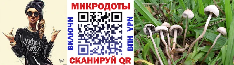 Галлюциногенные грибы Psilocybe  где купить наркоту  Починок 